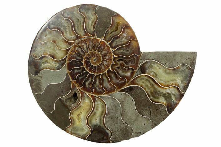 Cut & Polished Ammonite Fossil (Half) - Madagascar #347839
